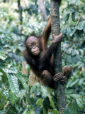 Young Orangutan Climbing a Tree Photographic Print by Inga Spence