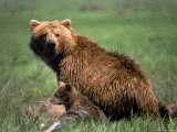 Grizzly Bear, Sow and Cub Photographic Print by Elizabeth DeLaney