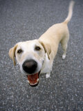 Labrador Retriever Looking Up Photographie par Wallace Garrison