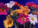 Moss Rose Photographic Print