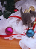 Kitten Near Christmas Ornaments Photographic Print by Leslie Harris