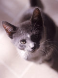 Gray and White Kitten Lámina fotográfica por Henryk T. Kaiser Gray and White Kitten Lámina fotográfica por Henryk T. Kaiser