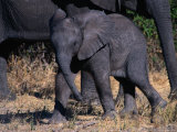 Young Elephant, Botswana Photographie