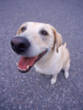 Labrador Retriever Looking Up Photographic Print by Wallace Garrison