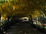 Bodnant Garden, Laburnum, Wales Photographic Print by Mark Dyball