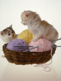 Two Kittens In Basket With Balls of Yarn Photographic Print by Leslie Harris