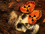 Butterfly on Skull Photographic Print by Terry Why