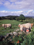 Cows, Cashel Bay, Co Galway, Ire Photographic Print by Mark Polott