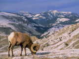 Bighorn Sheep, Yellowstone NP, WY Lámina fotográfica por Amy And Chuck Wiley/wales