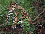 Jaguar, Belize Photographic Print by Lynn M. Stone