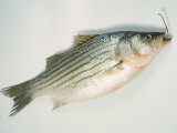 Fish on Hook Photographic Print by Peter Ardito