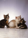 Three Kittens Photographic Print by Leslie Harris
