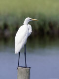 Great Egret Photographic Print by Kent Dufault