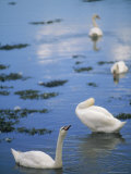 Swans, County Down, Strangford, Ireland Photographic Print by Kindra Clineff