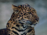 Close-up of Leopard Fotografie-Druck von Elizabeth DeLaney