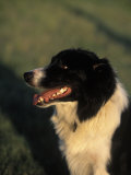 Border Collie Dog Outdoors Photographic Print by Peggy Koyle