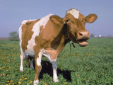 Close-up of Cow Mooing in a Field Photographic Print by Lynn M. Stone