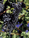 Wine Grapes on Vines Photographic Print by Robert Houser