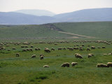 Grazing Sheep Near Lancaster, PA Photographic Print by Michele Burgess