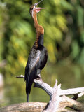 Africa Darter Photographic Print by David Davis