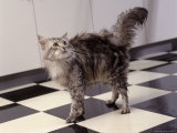 Cat Walking Across Black and White Tile Floor Photographic Print by Bill Melton