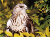 Rough Legged Hawk Lámina fotográfica por Russell Burden