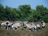 Gemsbok, Kalahari, Botswana Lámina fotográfica
