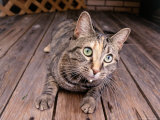 Cat Lying on Wooden Floor Photographic Print by Greg Smith