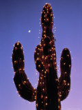 Wickenberg Cactus with Lights, AZ Photographic Print by Jeff Greenberg