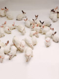 Group of Rabbits Lámina fotográfica por Howard Sokol Group of Rabbits Lámina fotográfica por Howard Sokol