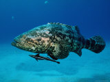 Jewfish with Sharksucker Under It Photographie par Mike Mesgleski