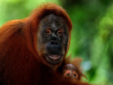 Mother Orangutan with Baby, Pongo Pygmaeus Lámina fotográfica por Robert Franz