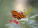 Close-up of Butterfly, St. Croix, VI Photographic Print by Ed Lallo