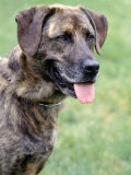 Portrait of a Mixed Breed Dog Photographic Print by Robert Cattan
