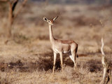 Gerenuk, Samburu National Park, Kenya Fotografie-Druck von Elizabeth DeLaney