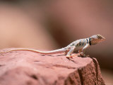 Collared Lizard, Crotaphytus Bicinctores Photographic Print by Amy And Chuck Wiley/wales