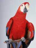 Scarlet Macaw Photographic Print by Dan Gair