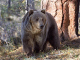 Grizzly Bear in Woods of North America Photographic Print by Amy And Chuck Wiley/wales