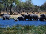 Elephants, Botswana Photographie