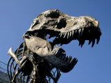 Tyrannosaurus Fossil Skeleton Replica Lámina fotográfica por Mark Gibson Tyrannosaurus Fossil Skeleton Replica Lámina fotográfica por Mark Gibson