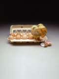 Chicks in a Carton of Eggs Photographic Print by Bob Kramer