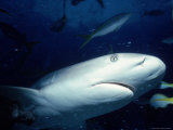 Caribbean Reef Shark, Bahamas Photographie par Jeff Rotman