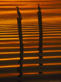 Resting Cormorants, Lake Harris at Sunset, FL Lámina fotográfica por Jeff Greenberg Resting Cormorants, Lake Harris at Sunset, FL Lámina fotográfica por Jeff Greenberg
