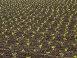 Field of Tobacco Plants Photographie par Wallace Garrison