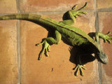 Green Iguana on Tile Photographic Print by Jacque Denzer Parker