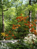 Azalea Way, Botanical Gardens, Bronx, NY Photographic Print by Lauree Feldman