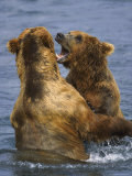 Grizzly Bears Playing, Alaska Photographic Print by Lynn M. Stone