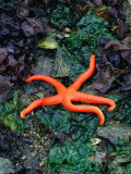 Orange Starfish on Rocks Photographie par Amy And Chuck Wiley/wales