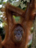 Sumatran Orangutan, Pongo Pygmaeus Photographic Print by Robert Franz