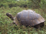 Galapagos Giant Tortoise, Ecuador Photographic Print